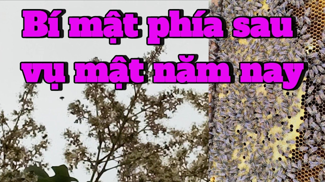 Hoa ít chưa phải vấn đề lớn của nhất của vụ mật năm nay