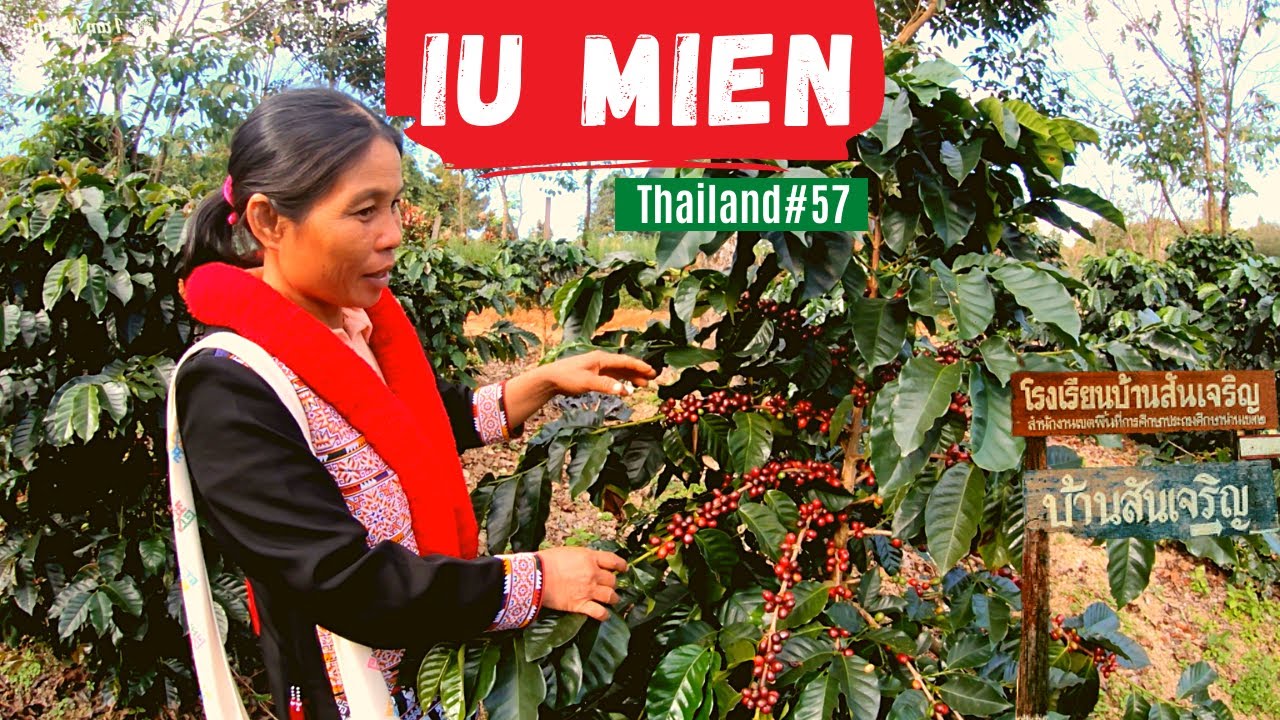 Iu Mien Thailand EP57 | Iu Mien coffee farm Ban San Charoen