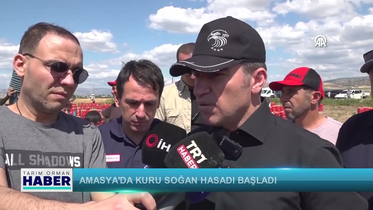 Amasya'da kuru soğan hasadı başladı