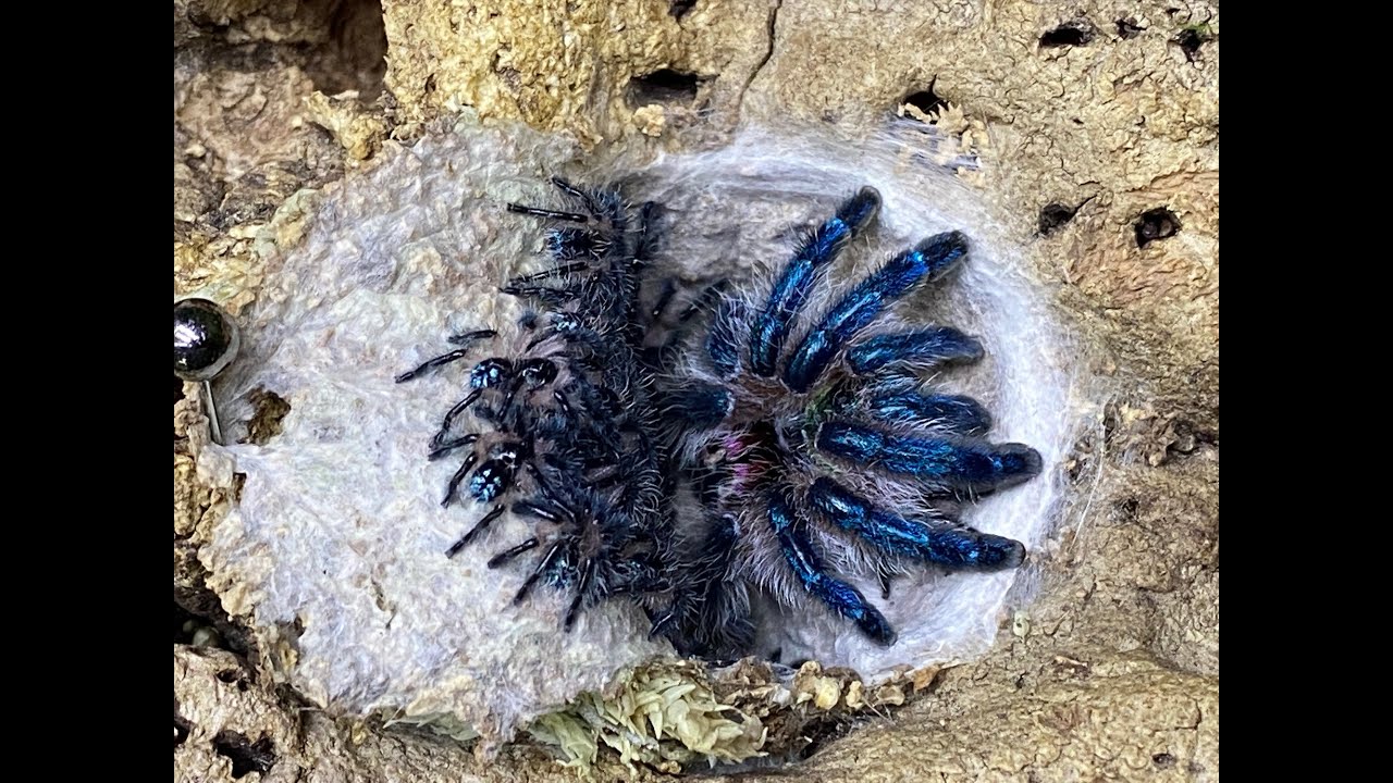 Typhochlaena seladonia , sling removal and care of slings