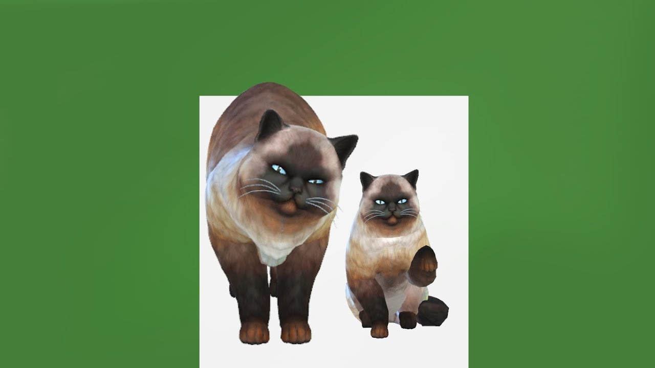 A Cat Named Mouse || Hand Painted Himalayan || The Sims 4 CAS