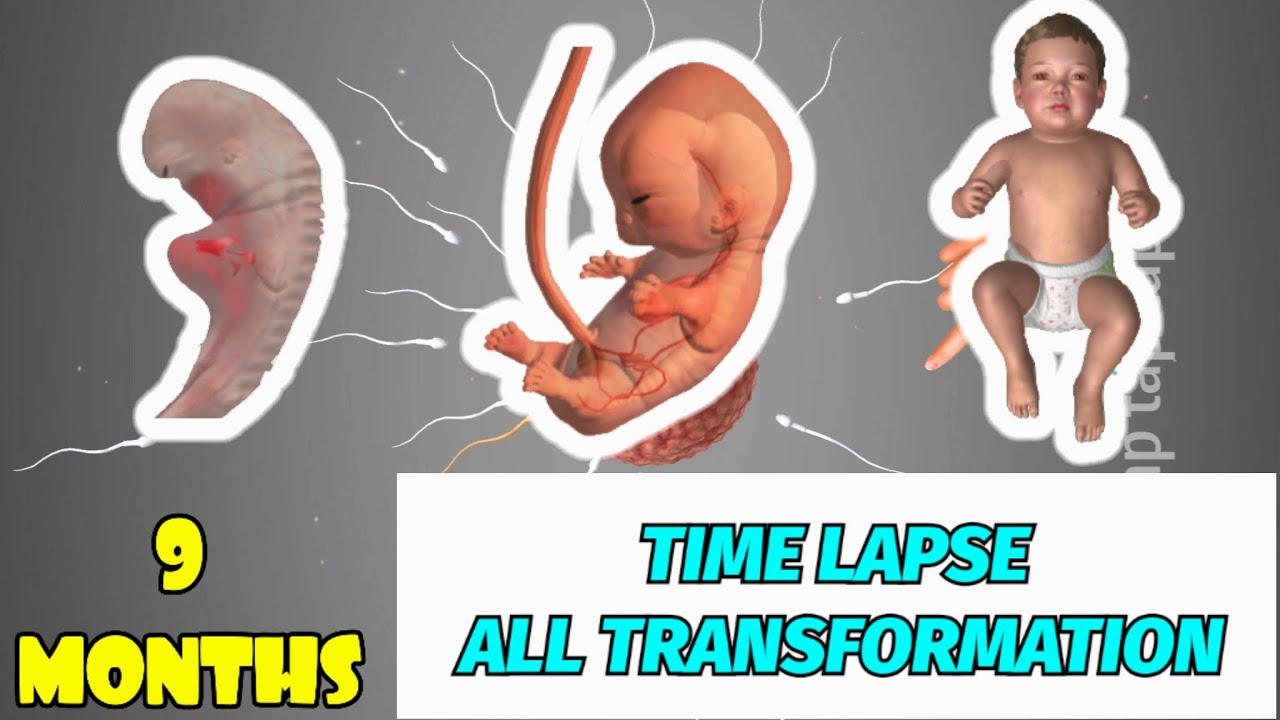 9 MONTHS : ALL TRANSFORMATION IN TIME LAPSE