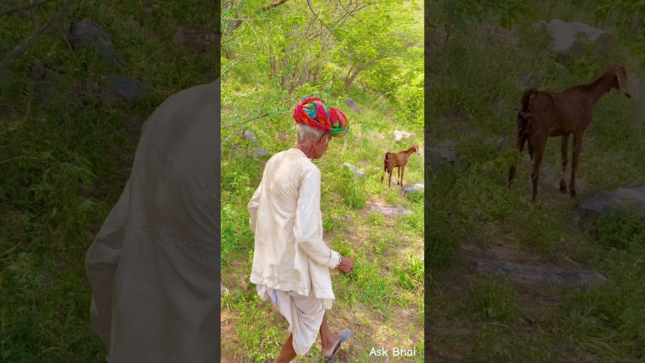 राजस्थान के लोग भेड़ बकरी पालन 😍 #desi #life #rajasthan #rajasthani #village #facts #shorts