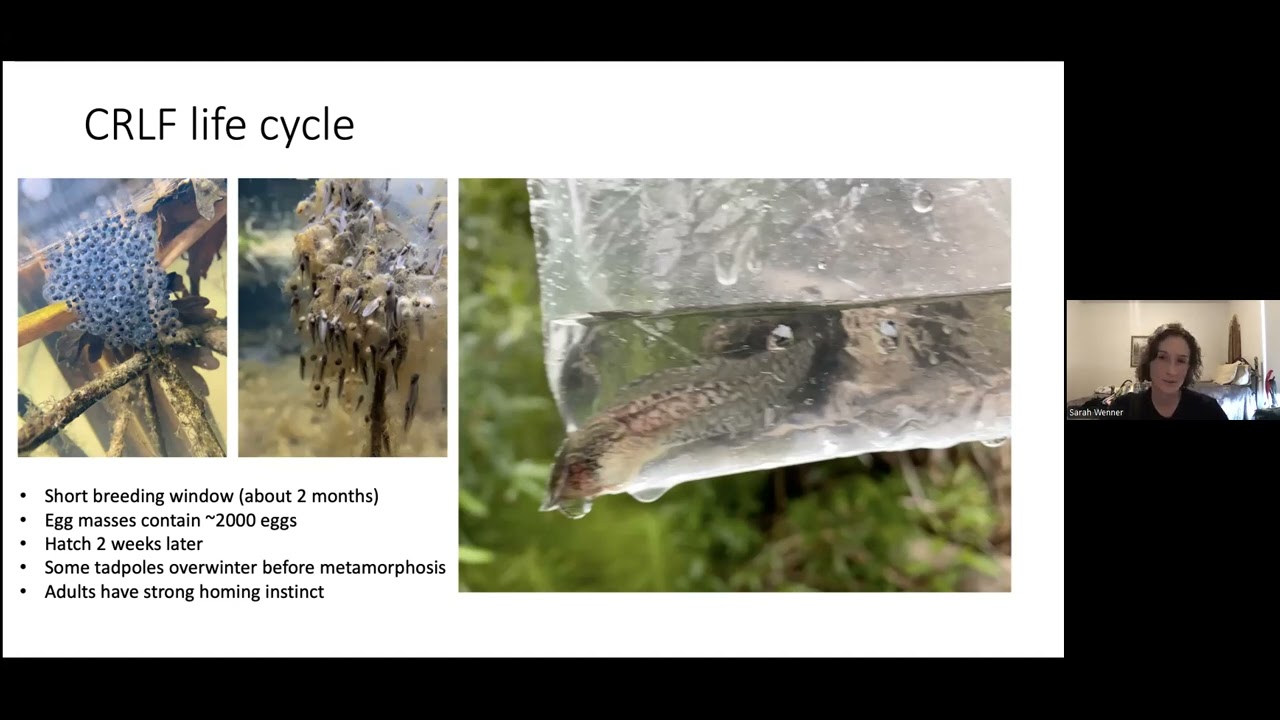 Red-legged Frogs with Sara Wenner