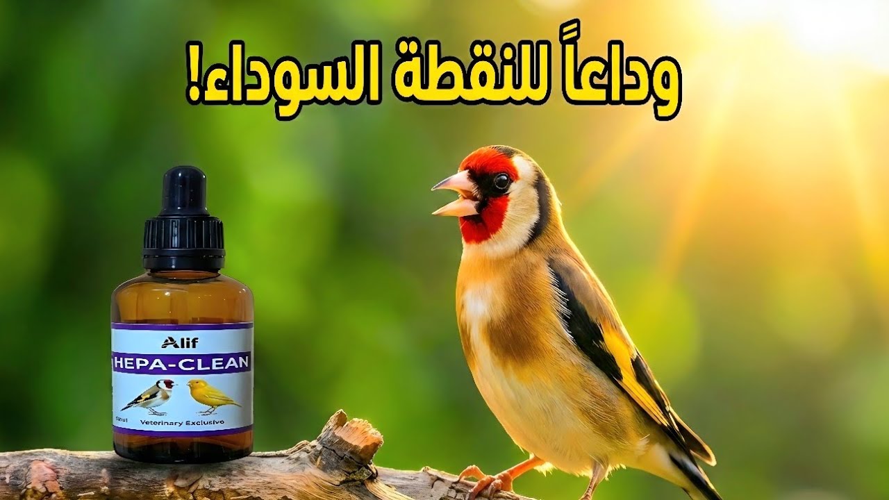 علاج الكبد والنقطة السوداء عند الحسون والكناري | أقوى منظف (HEPA-CLEAN) لإنقاذ طيورك! 