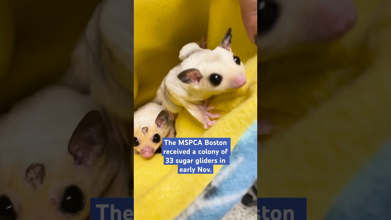 What you should know before adopting a sugar glider
