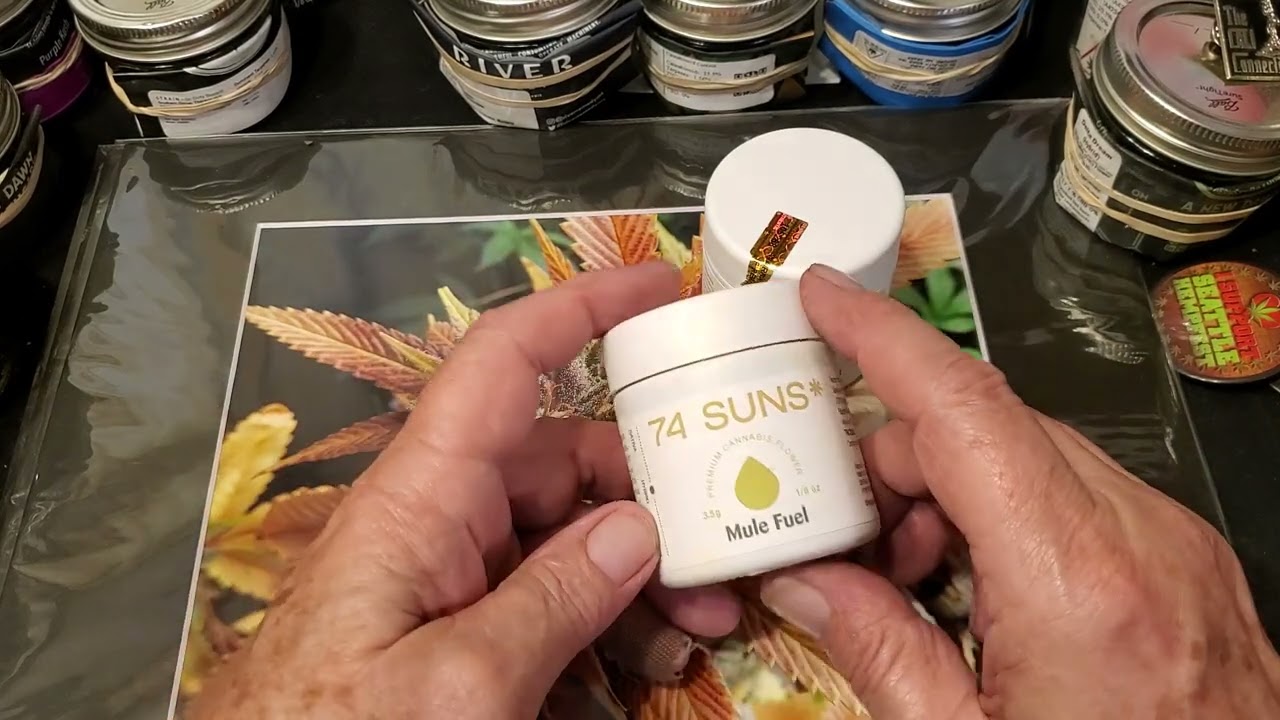 '74 Suns' 'Fatso OG and Mule Fuel' strain review