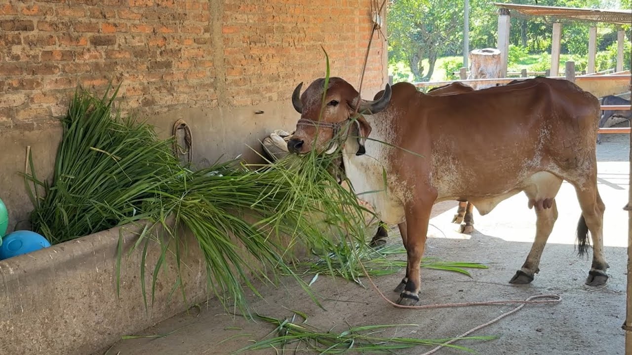Cortando zacate verde para echarle a las vacas gyr 