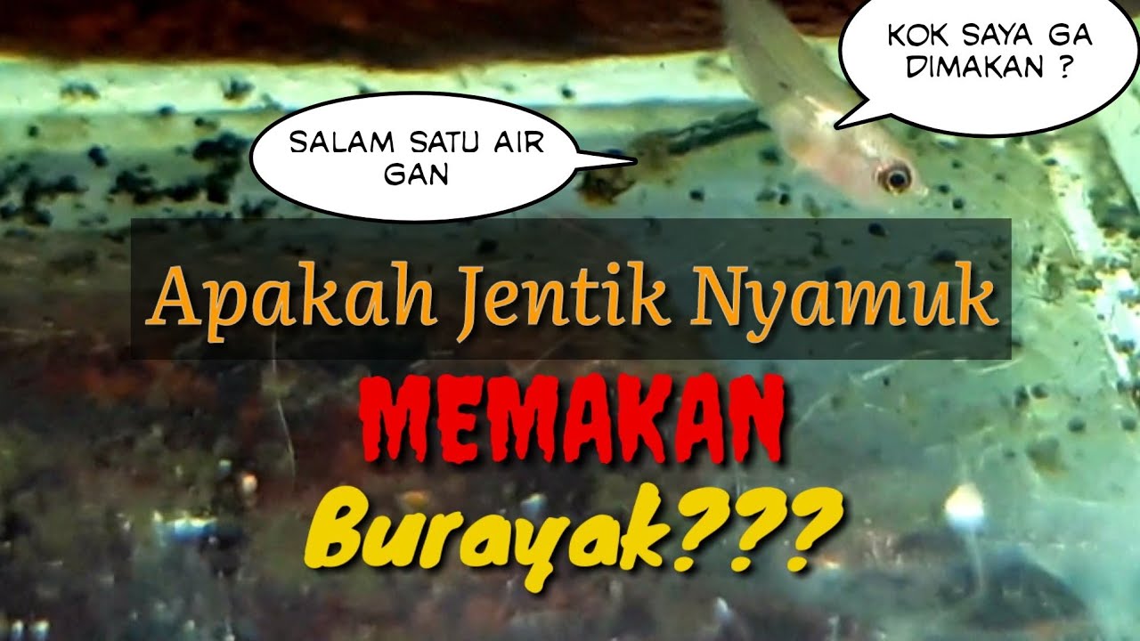 Jentik Nyamuk Memakan Burayak? Eksperimen 2 Hari Kebersamaan Burayak Dan Nyamuk