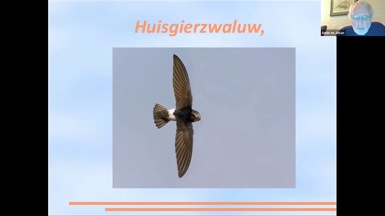 Lezing Gierzwaluwen door Johan Tinholt
