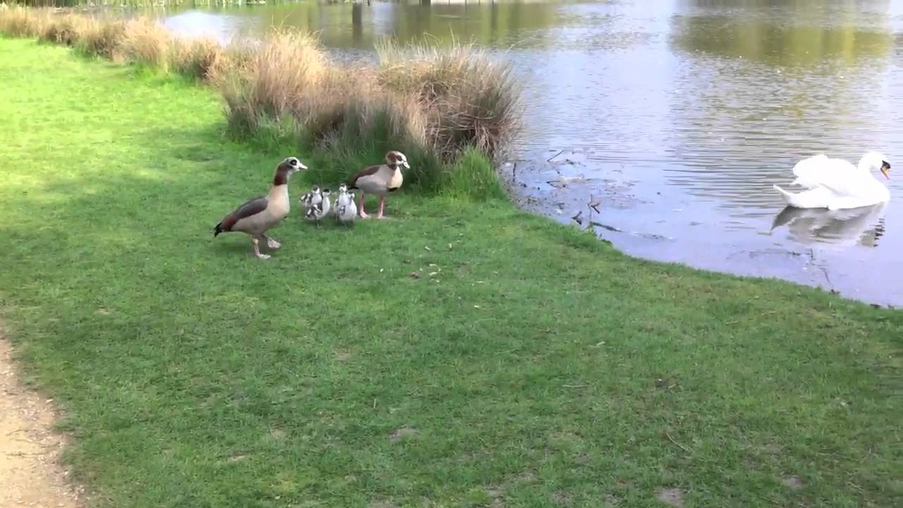 Ducks Vs Swans