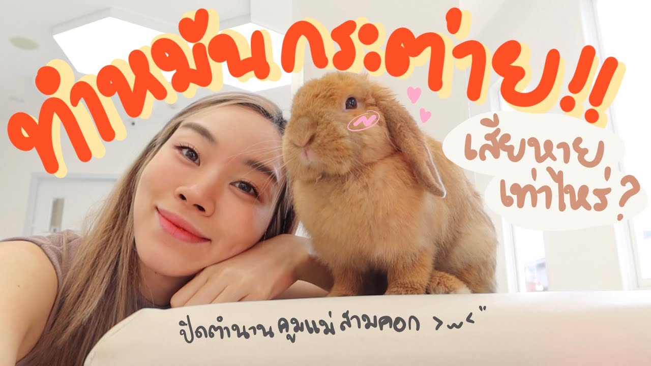 EP.33 ทำหมันกระต่าย! จำเป็นไหม? ราคาเท่าไหร่? #BunnyTTCoupe | Joyjee Loveberry