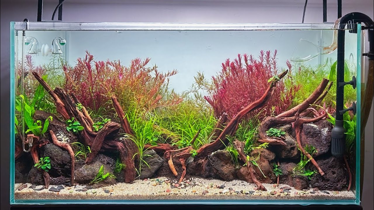 Planted Aquarium Build | Client Project in Salem