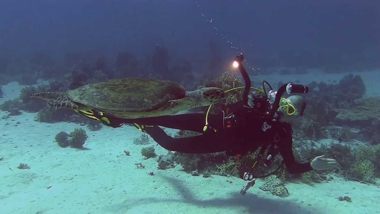 Diver captures Turtle footage with SeaLife DC1400 underwater camera and Sea Dragon Lighting