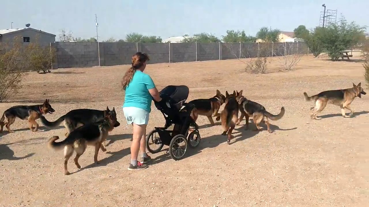 baby walking with a pack of german shepherds