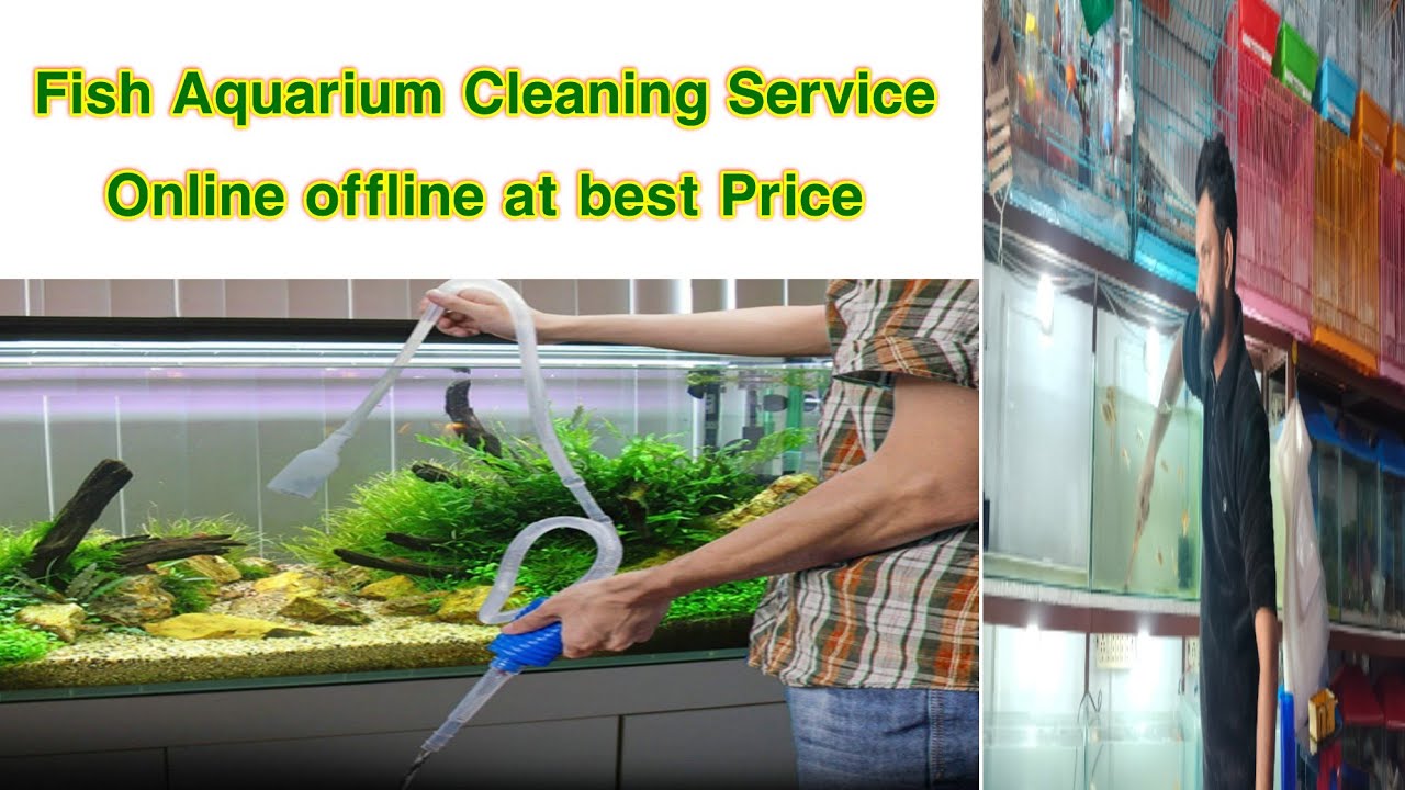 Fish aquarium cleaning services online offline at best Price 