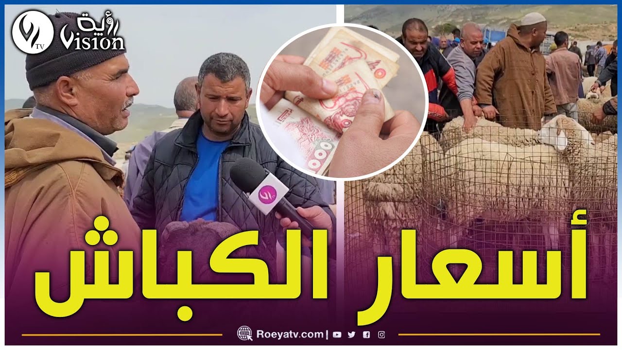 سوق أهراس ..أراء المواطنين في أسعار الكباش والموالون يشتكون غلاء الأعلاف