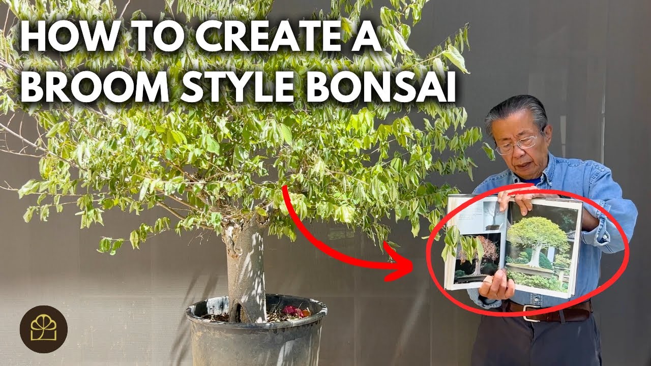 Creating a Broom-Style Bonsai Inspired by Bonsai Master Kyuzo Murata