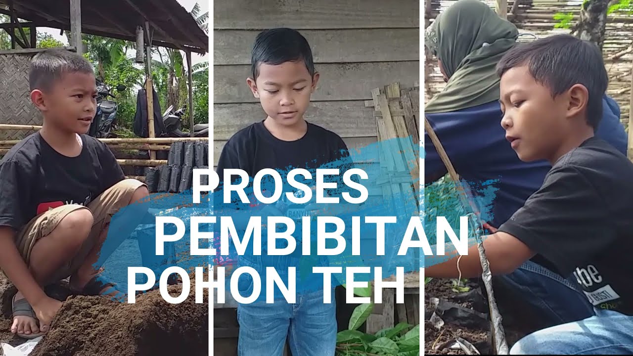 PEMBIBITAN TEH @PETUALANGANBANYUGUSTI