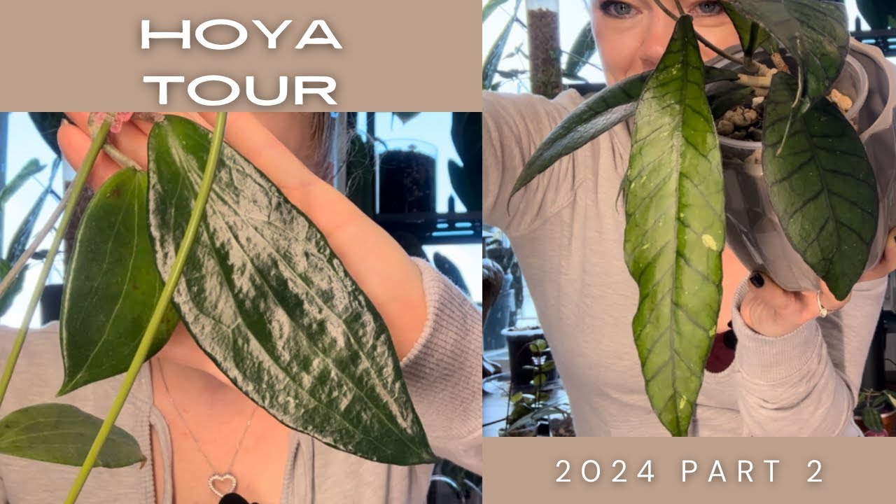 Hoya Collection Tour 2024 | Part 2