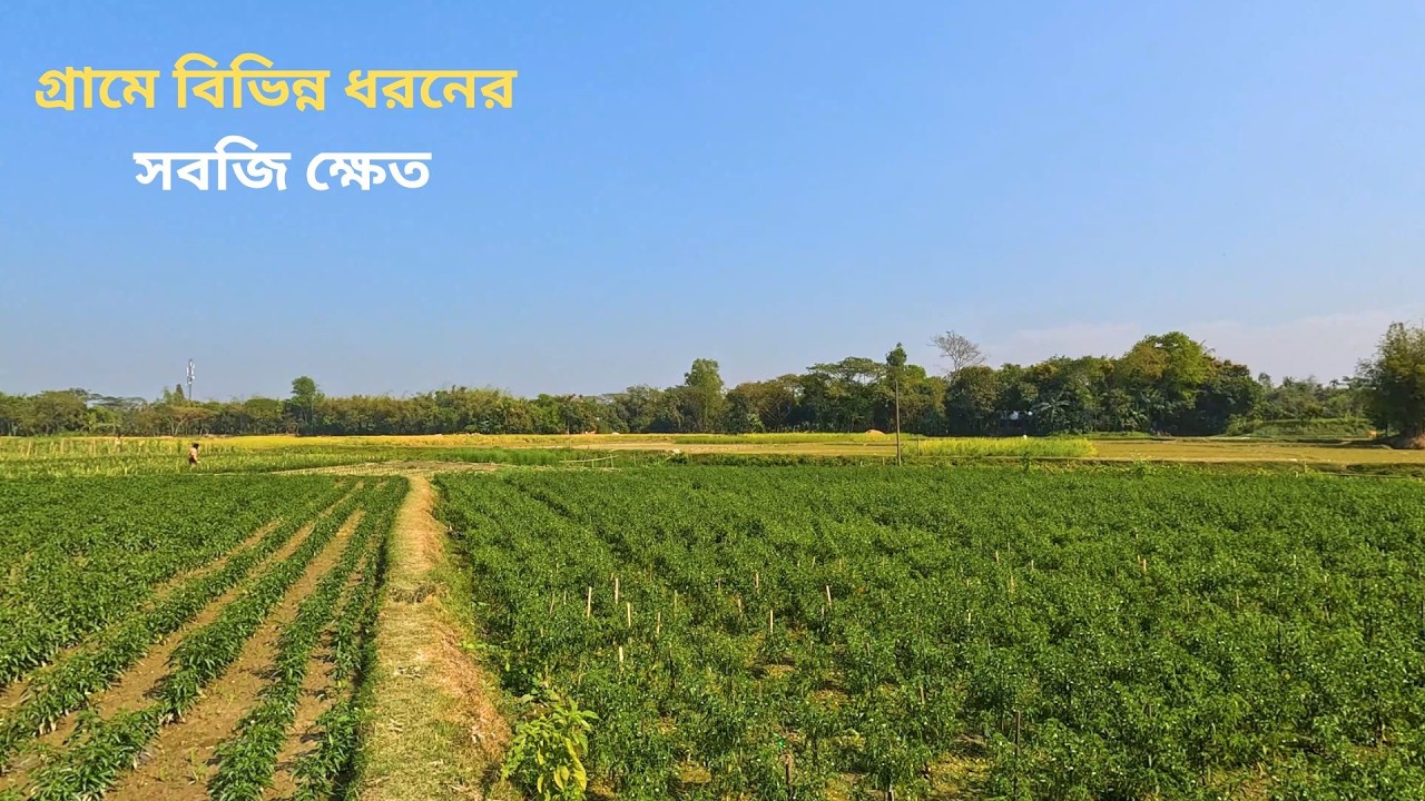 বাংলাদেশের গ্রামে বিভিন্ন ধরনের সবজি ক্ষেত | Village Vegetable Farming in Bangladesh