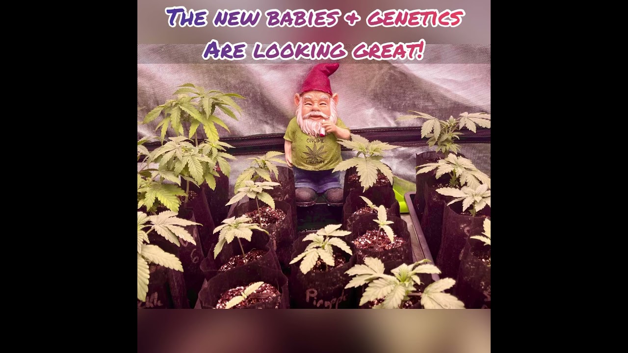 Real growers and what&rsquo;s been used!