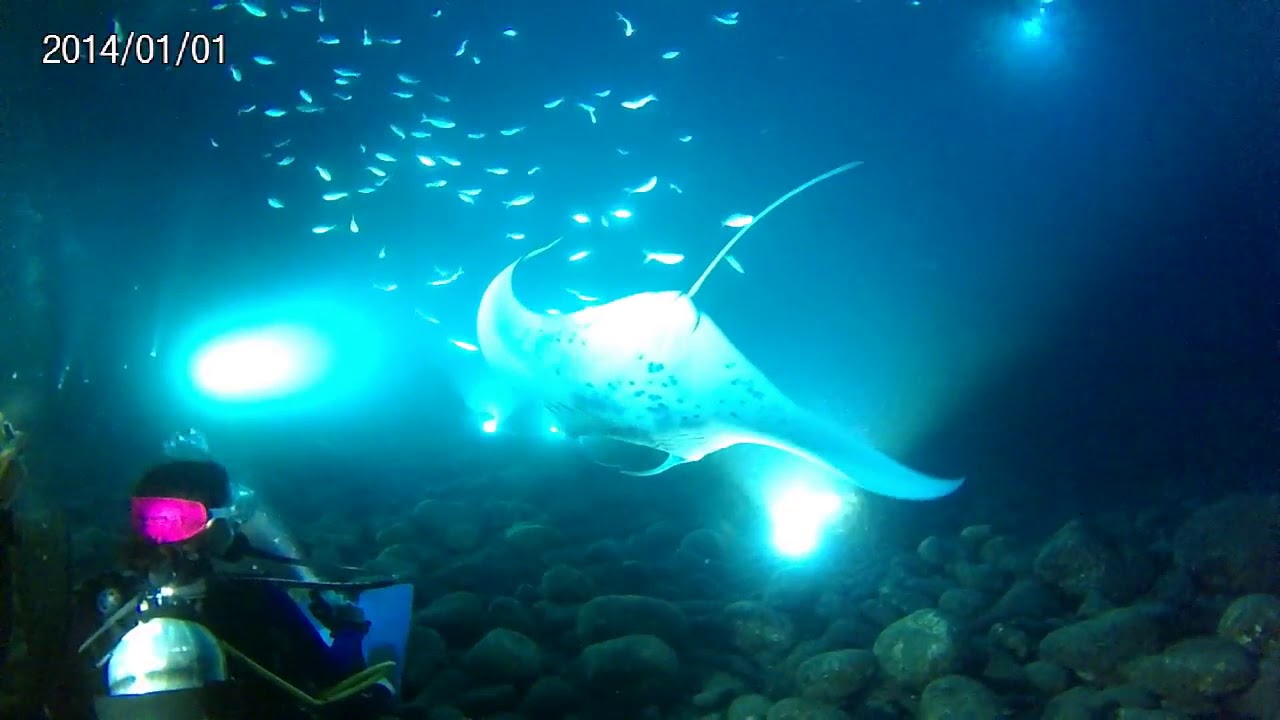 Diving with Manta Ray