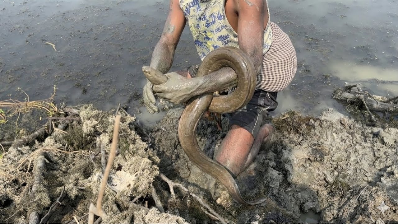 এত বড় কুচিয়া আগে দেখিনি | কুচিয়া মাছ ধরার কৌশল | Amazing Eel Fishing Video | Best Hook Fishing Video