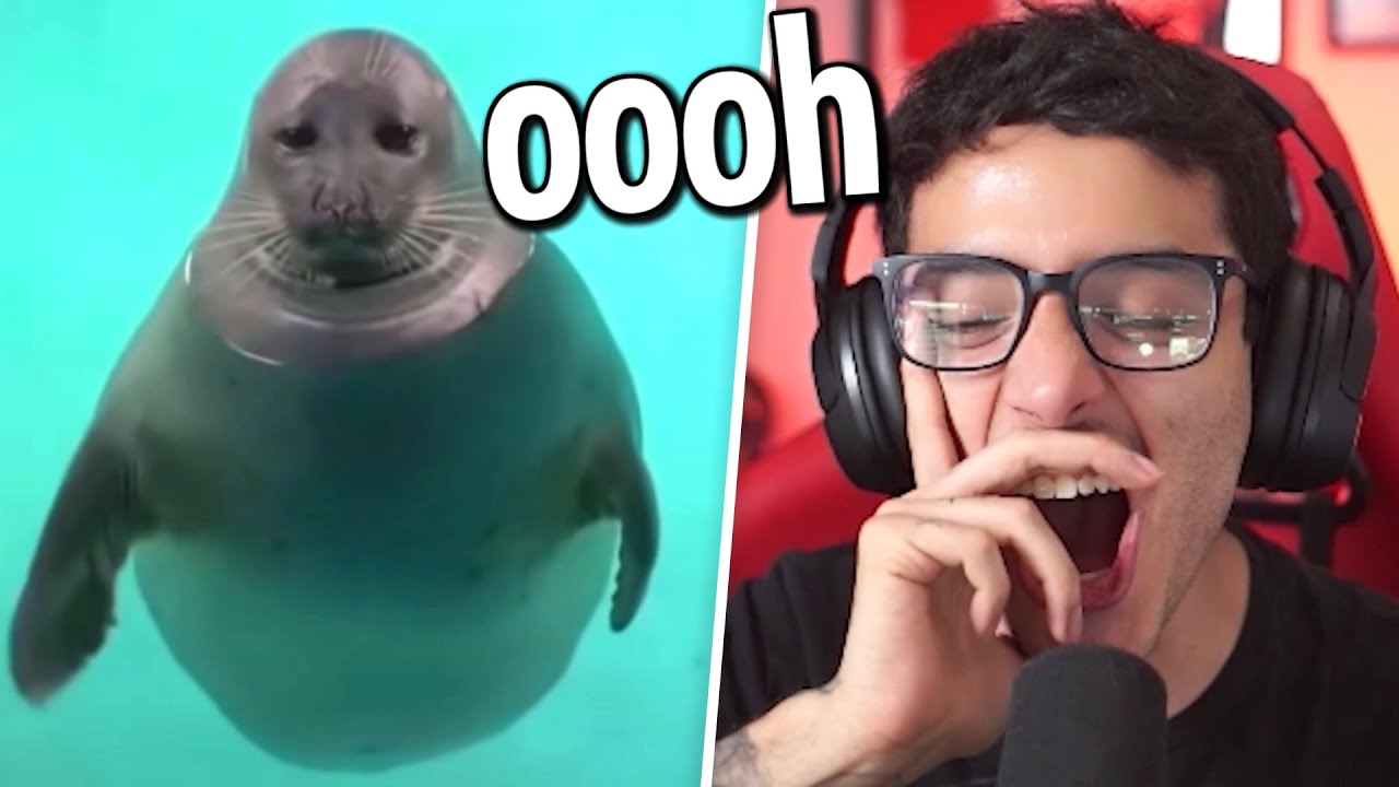 esto va a ser épico papus (dolor)