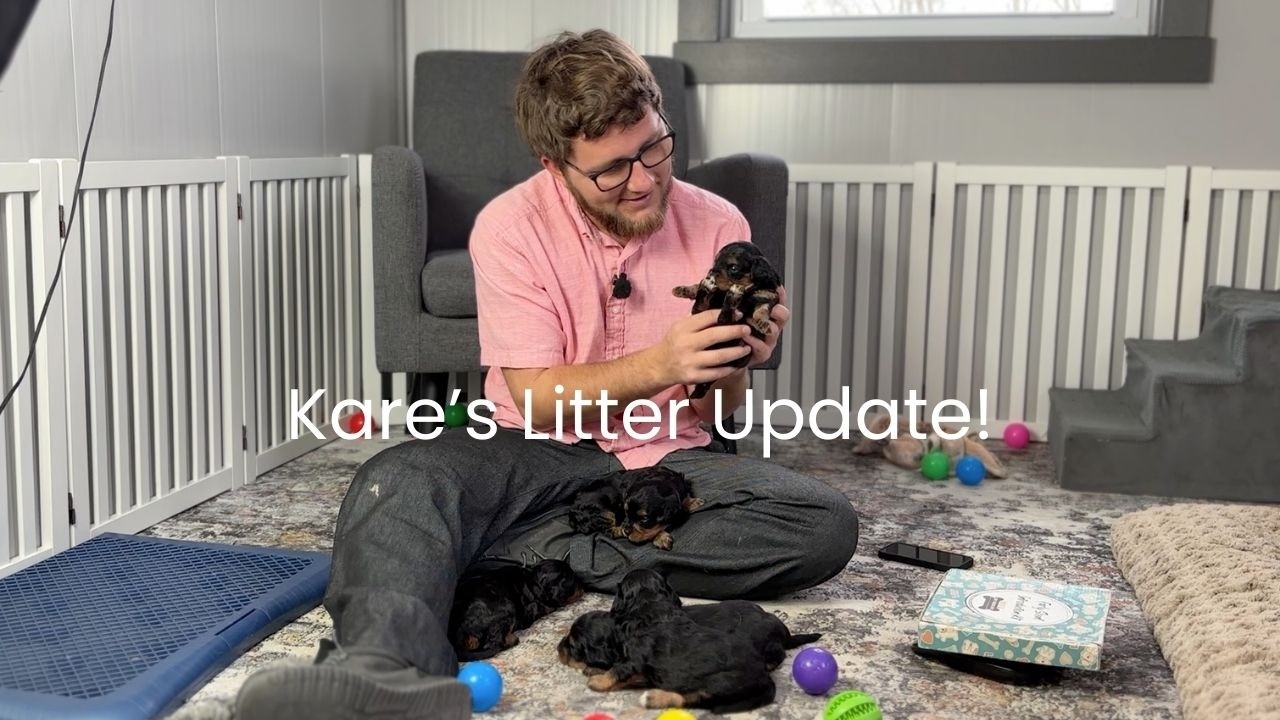 Kare's Cavapoo Litter Update!