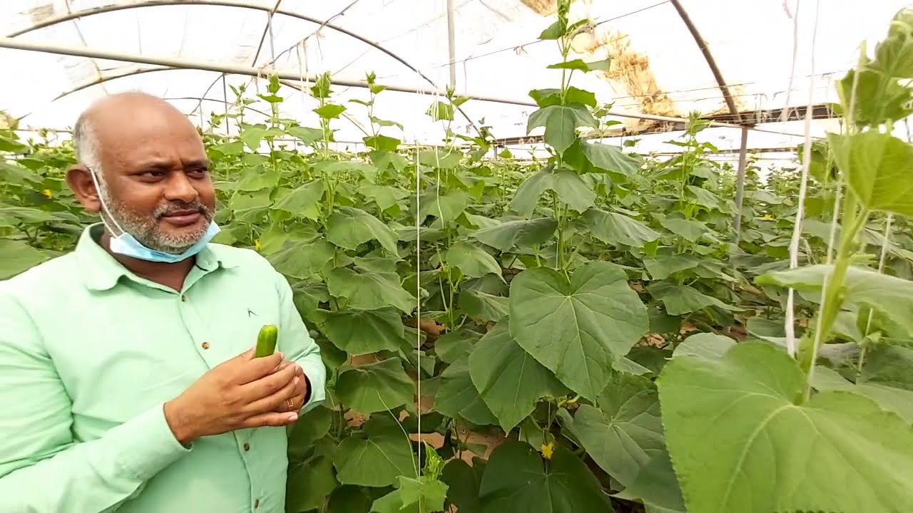 kuwait agriculture/కువైట్ లో వ్యవసాయ భూములు