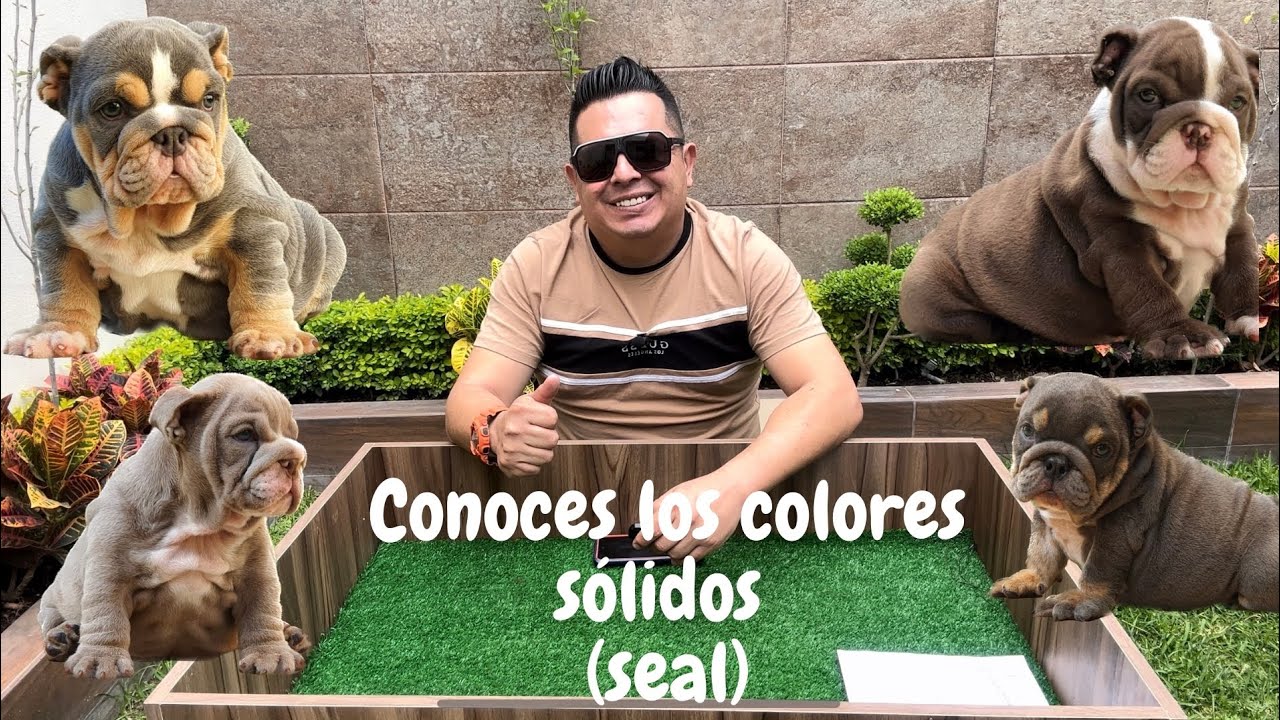 Hablemos de colores en el bulldog exótico con Eloy Casado.