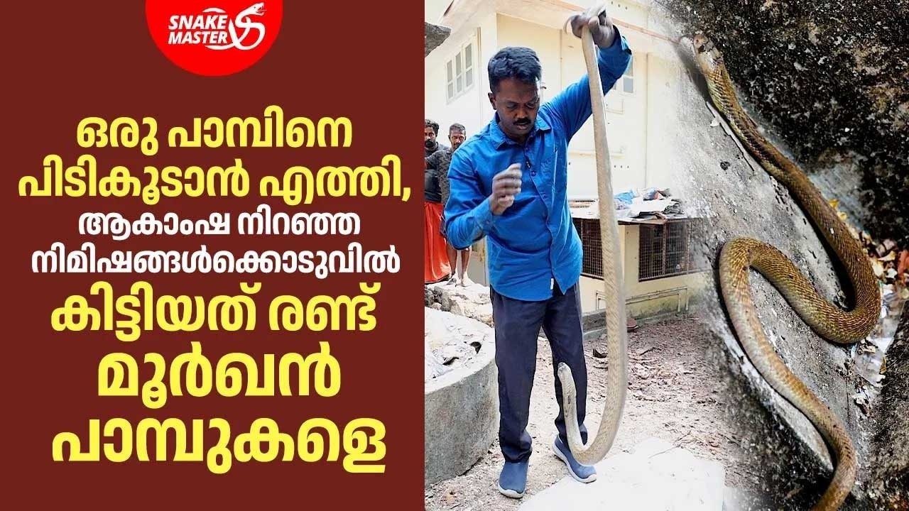 Эпизод 30 | Поймана гигантская кобра | Змеедел