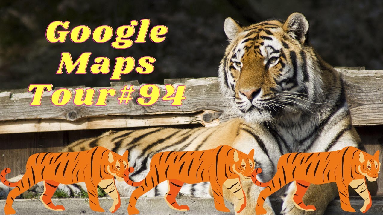 Google Maps Tour#94 (Alone Tiger)