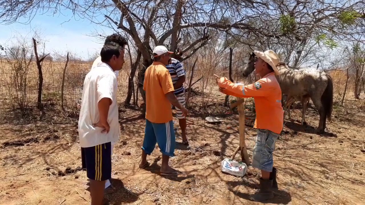 Seu Mané briga pela guarda do filhote da égua de Seu Antonio