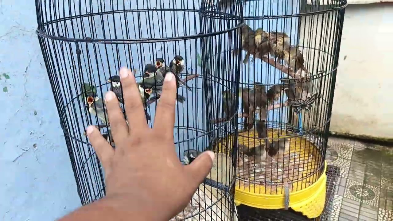 Tantangan Terbesar Main Anakan Burung