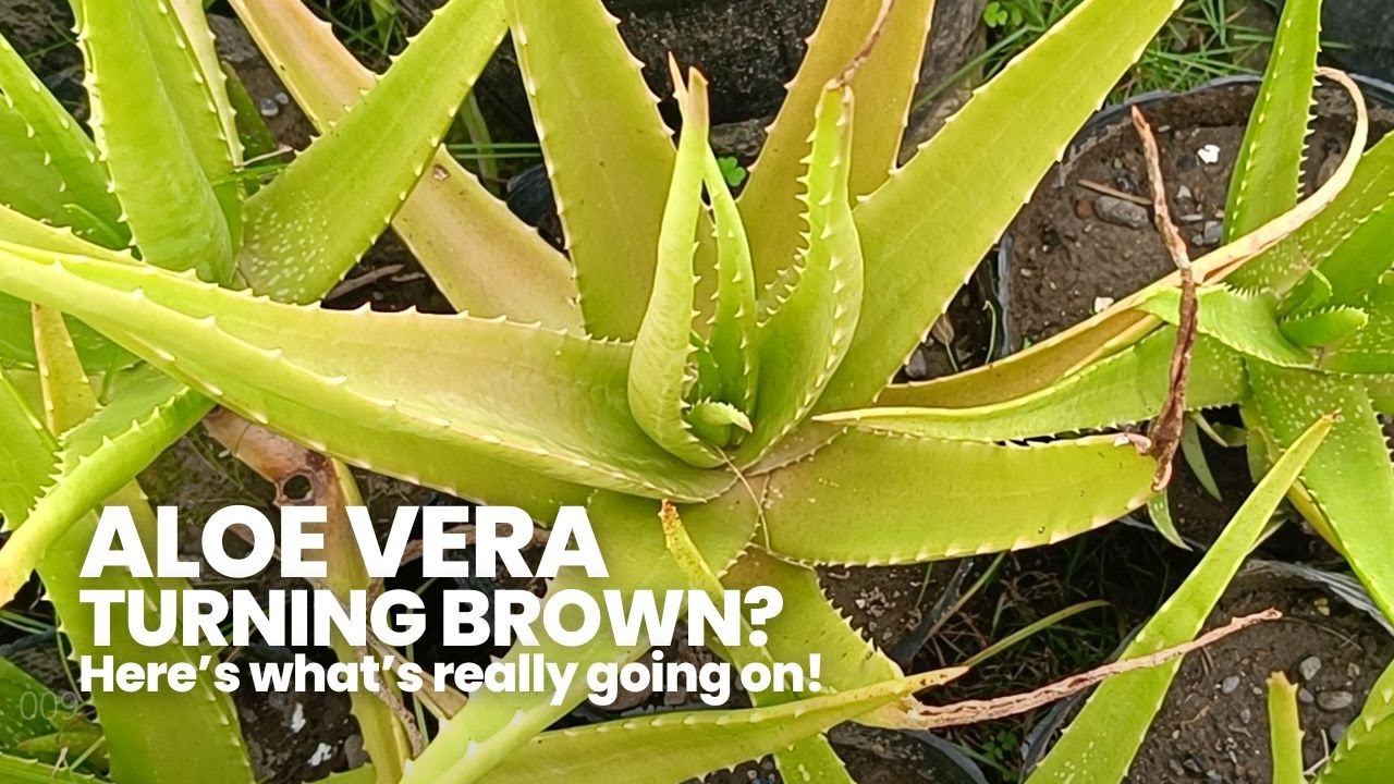 Why Aloe Vera Leaves Are Turning Brown and How To Manage It