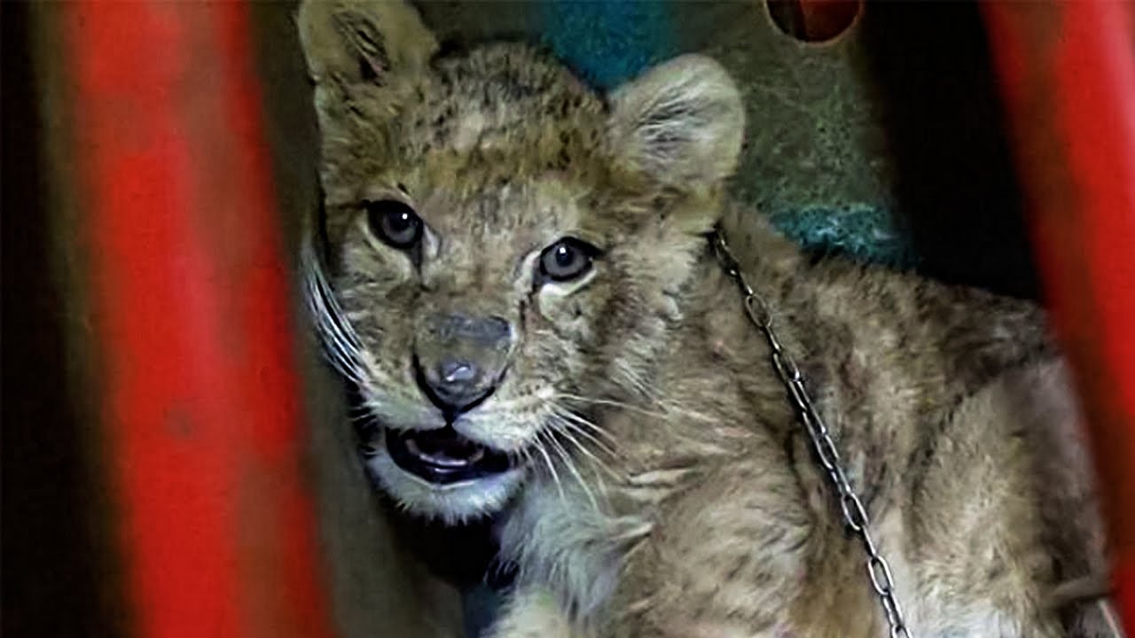 This Abused Lion Cub &ldquo;Pet&rdquo; Was Close To Death &ndash; So Rescuers Knew They Had To Intervene