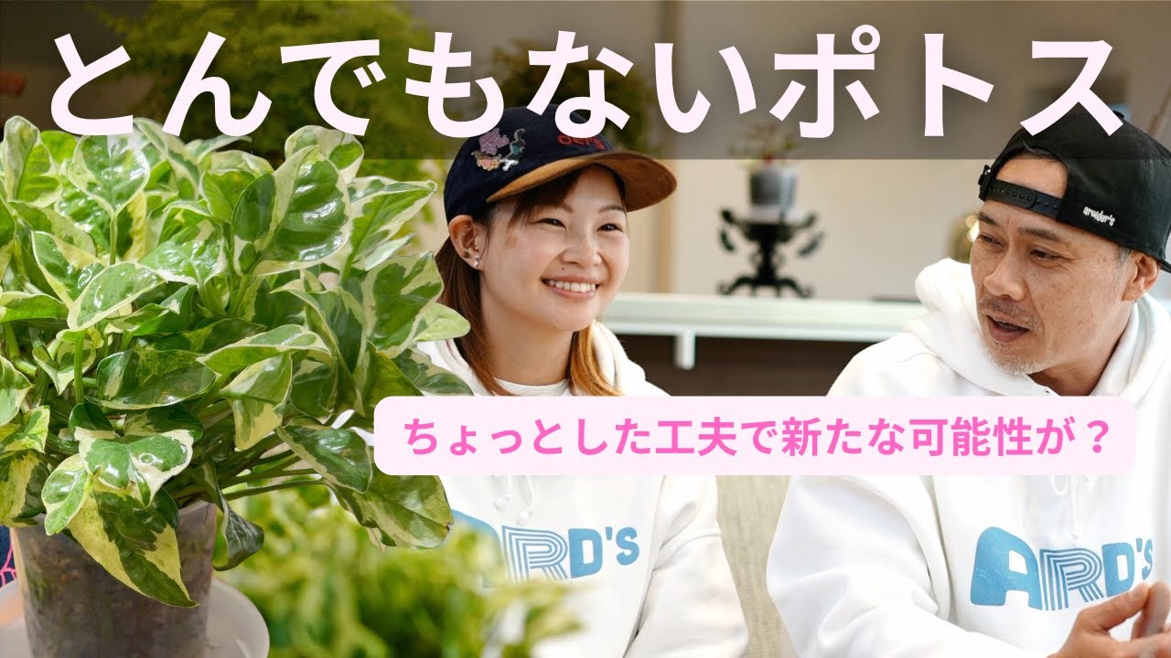 【365日の記録】観葉植物ビギナー30代女性がポトスを育てたら...まさかの完成形に🌱🍦