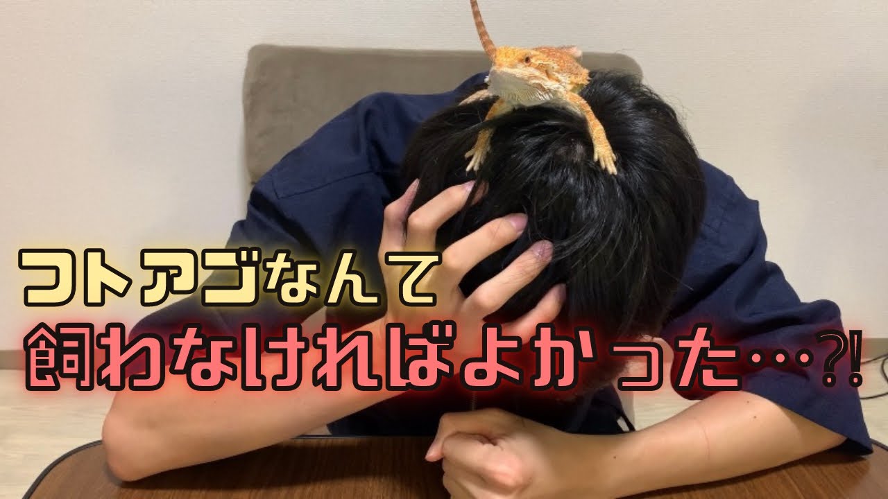 【獣医学生が解説】フトアゴ初心者が後悔しがちな事4選