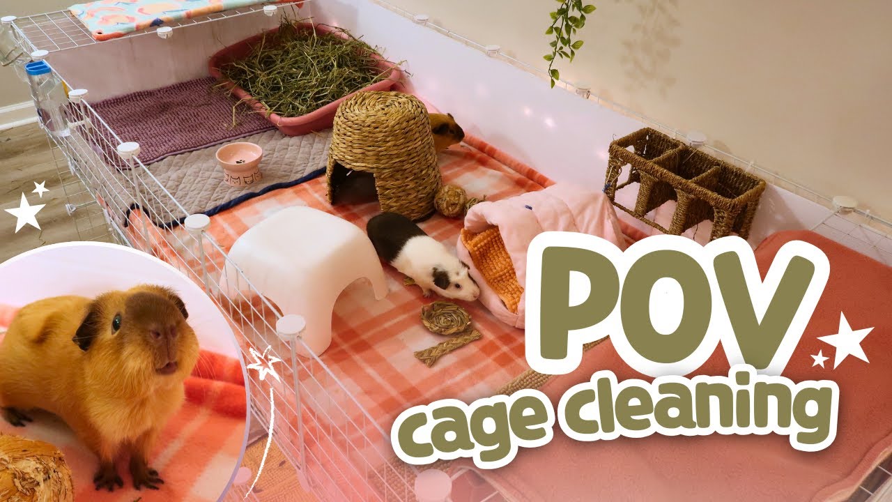 GUINEA PIG CAGE CLEAN! | POV Real Time
