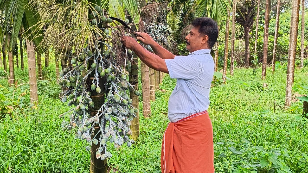 🌴ನನ್ನ ಅಡಿಕೆ ಕೃಷಿ ಹೀಗೆ ಇದೆ ನೋಡಿ 🔥arecanut agriculture🍒