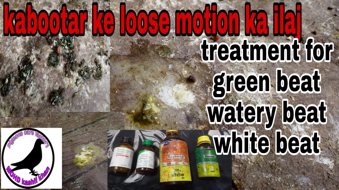 Pigeon loose motion treatment kabootar ki pani wali beat ka ilaj green beat watery beat
