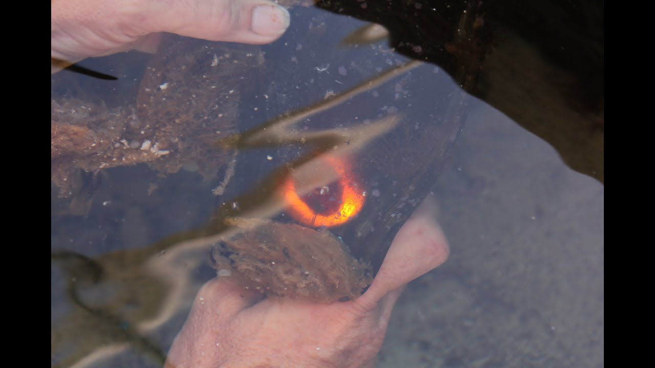 Baby Leopard Sharks are on their way at Reef HQ Aquarium