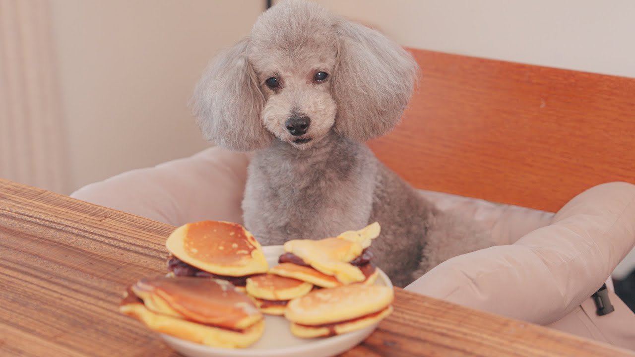 愛犬にどら焼き作ったんだけど失敗したよ