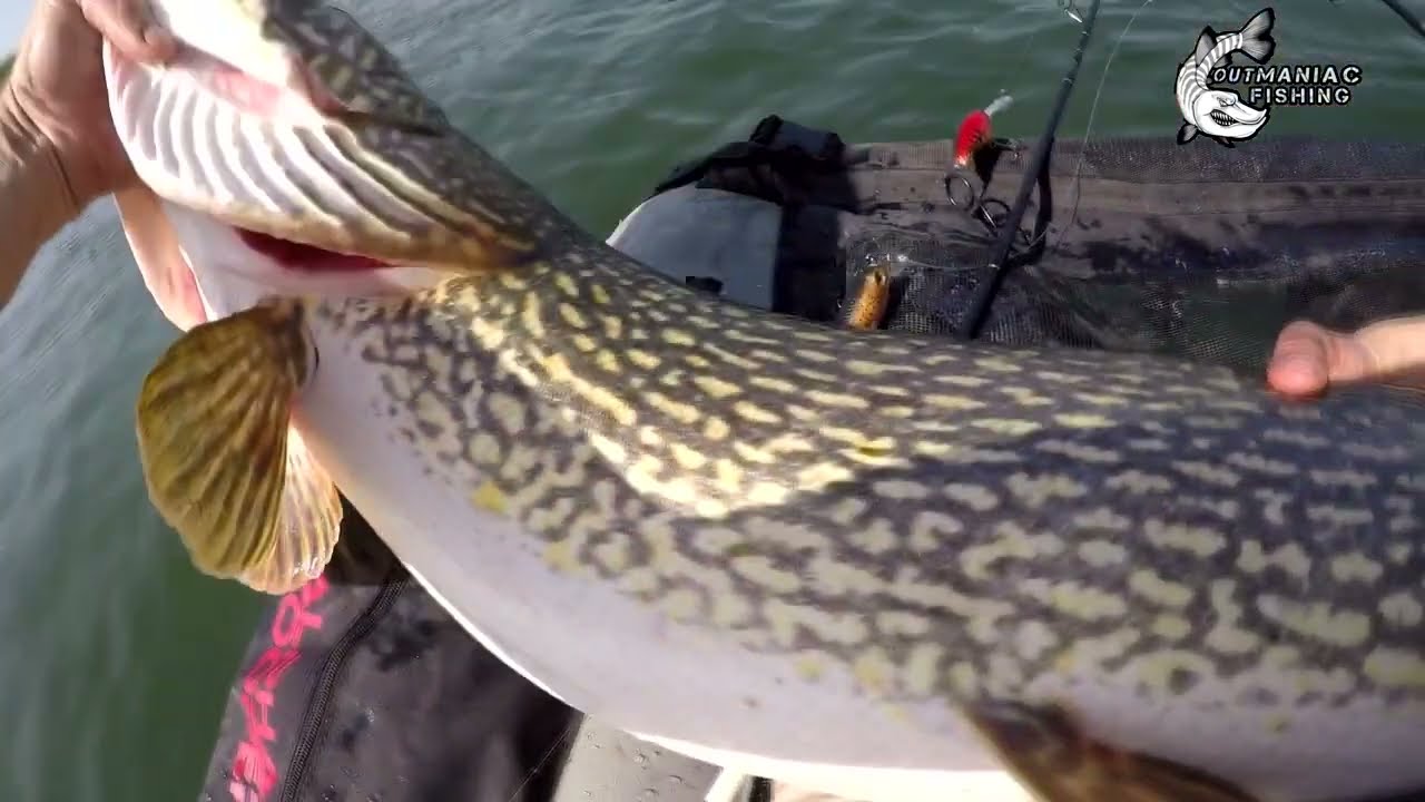 Over 120+ cm 13+kg The dreamed pike of a life time had almost lose it