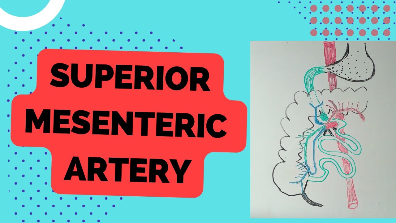 Superior mesenteric artery