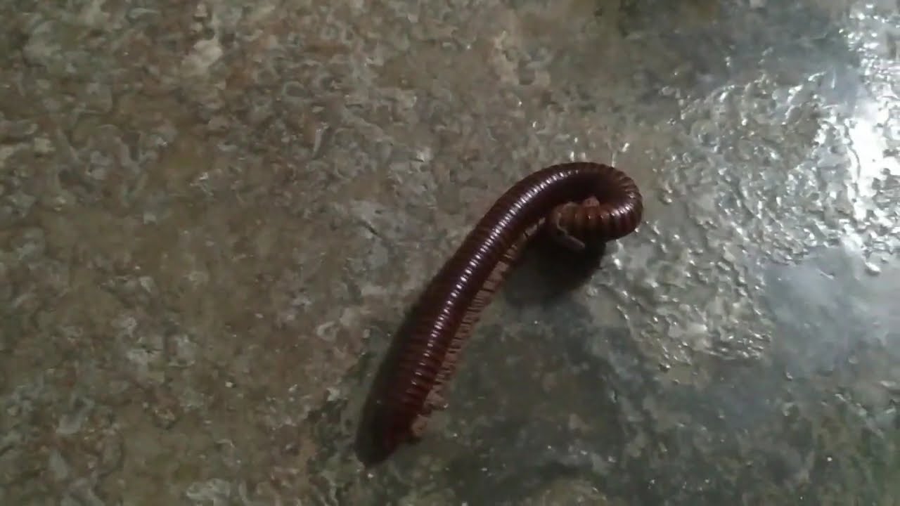 Millipede-A Dangerous Insect Part 2