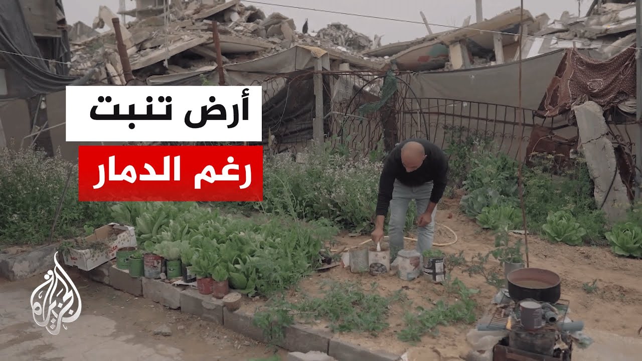 أصوات من غزة| مزارع صغيرة تتحول إلى طوق نجاة وسط الدمار والحصار