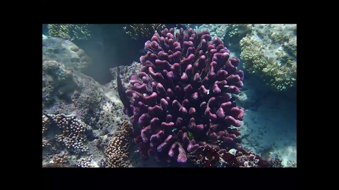 Rissen Homestay Reef and Beach